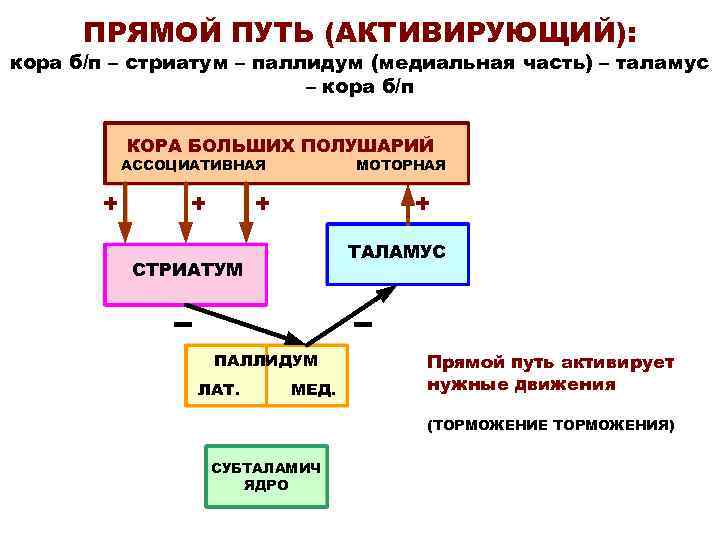ПРЯМОЙ ПУТЬ (АКТИВИРУЮЩИЙ): кора б/п – стриатум – паллидум (медиальная часть) – таламус –