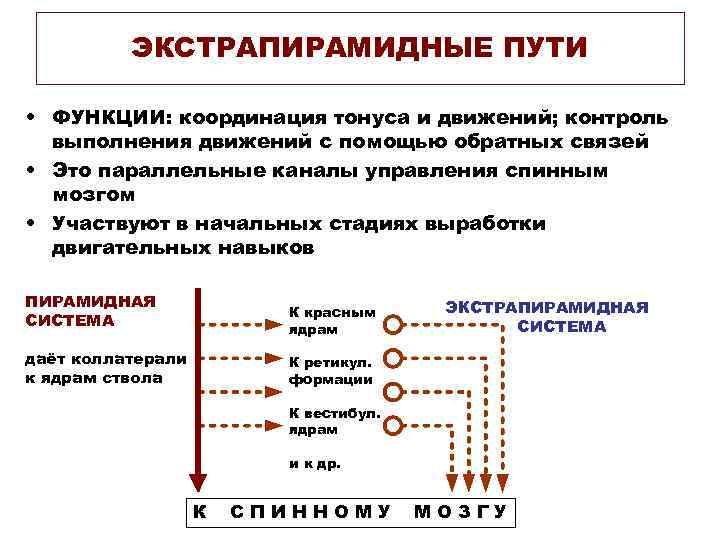 Путь функции. Экстрапирамидные системы функции. Пирамидная и экстрапирамидная системы функции. 6 Нейронный путь экстрапирамидная система. Пирамидный и экстрапирамидный пути участвуют в организации.