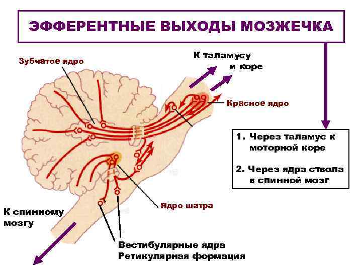 ЭФФЕРЕНТНЫЕ ВЫХОДЫ МОЗЖЕЧКА Зубчатое ядро К таламусу и коре Красное ядро 1. Через таламус