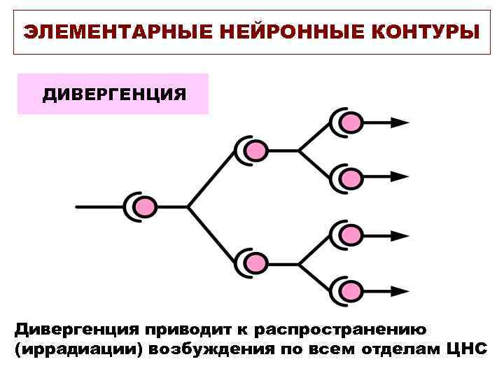 ЭЛЕМЕНТАРНЫЕ НЕЙРОННЫЕ КОНТУРЫ ДИВЕРГЕНЦИЯ Дивергенция приводит к распространению (иррадиации) возбуждения по всем отделам ЦНС
