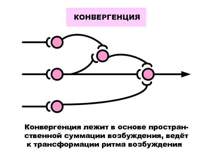 КОНВЕРГЕНЦИЯ Конвергенция лежит в основе пространственной суммации возбуждения, ведёт к трансформации ритма возбуждения 