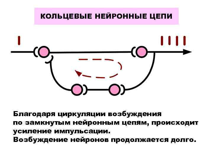 КОЛЬЦЕВЫЕ НЕЙРОННЫЕ ЦЕПИ Благодаря циркуляции возбуждения по замкнутым нейронным цепям, происходит усиление импульсации. Возбуждение