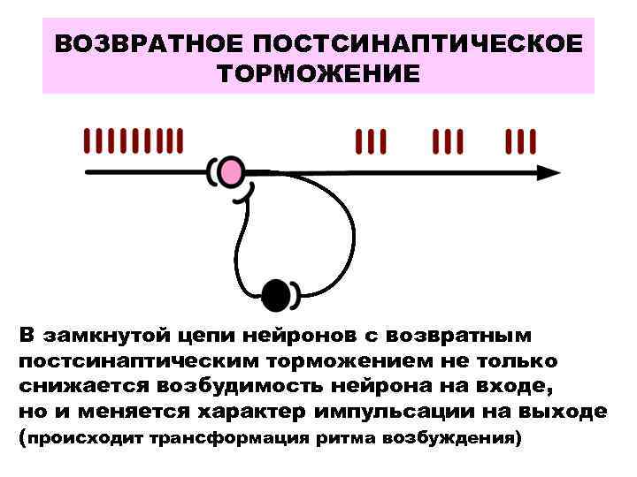 ВОЗВРАТНОЕ ПОСТСИНАПТИЧЕСКОЕ ТОРМОЖЕНИЕ В замкнутой цепи нейронов с возвратным постсинаптическим торможением не только снижается