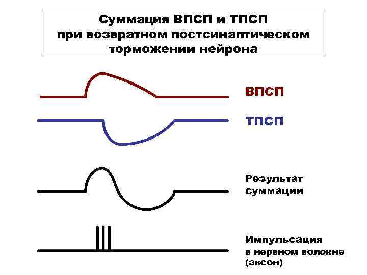 Суммация ВПСП и ТПСП при возвратном постсинаптическом торможении нейрона ВПСП ТПСП Результат суммации Импульсация