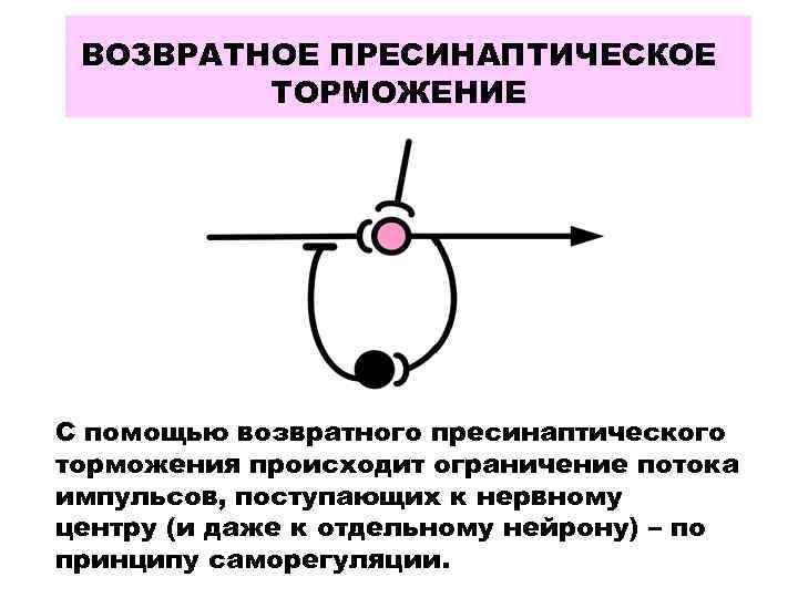 ВОЗВРАТНОЕ ПРЕСИНАПТИЧЕСКОЕ ТОРМОЖЕНИЕ С помощью возвратного пресинаптического торможения происходит ограничение потока импульсов, поступающих к