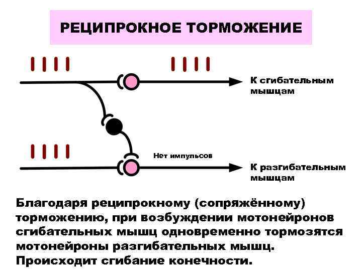 РЕЦИПРОКНОЕ ТОРМОЖЕНИЕ К сгибательным мышцам Нет импульсов К разгибательным мышцам Благодаря реципрокному (сопряжённому) торможению,