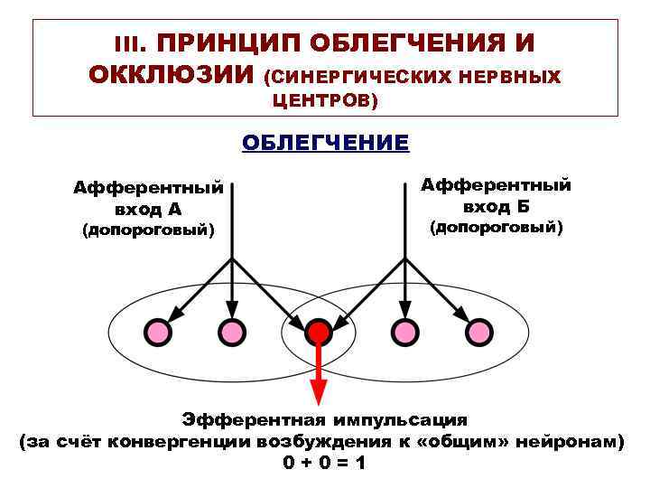 III. ПРИНЦИП ОБЛЕГЧЕНИЯ И ОККЛЮЗИИ (СИНЕРГИЧЕСКИХ НЕРВНЫХ ЦЕНТРОВ) ОБЛЕГЧЕНИЕ Афферентный вход А (допороговый) Афферентный
