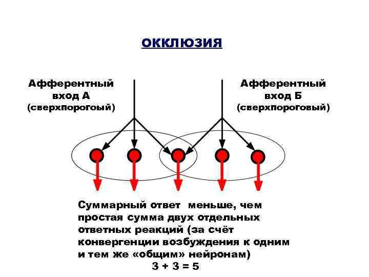 ОККЛЮЗИЯ Афферентный вход А (сверхпорогоый) Афферентный вход Б (сверхпороговый) Суммарный ответ меньше, чем простая