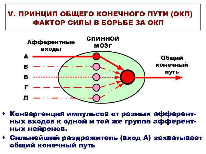 V. ПРИНЦИП ОБЩЕГО КОНЕЧНОГО ПУТИ (ОКП) ФАКТОР СИЛЫ В БОРЬБЕ ЗА ОКП Афферентные входы