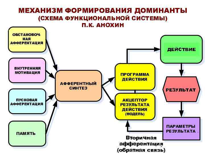 МЕХАНИЗМ ФОРМИРОВАНИЯ ДОМИНАНТЫ (СХЕМА ФУНКЦИОНАЛЬНОЙ СИСТЕМЫ) П. К. АНОХИН ОБСТАНОВОЧНАЯ АФФЕРЕНТАЦИЯ ДЕЙСТВИЕ ВНУТРЕННЯЯ МОТИВАЦИЯ