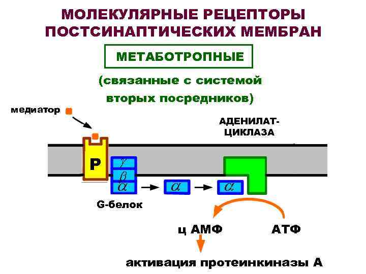 МОЛЕКУЛЯРНЫЕ РЕЦЕПТОРЫ ПОСТСИНАПТИЧЕСКИХ МЕМБРАН МЕТАБОТРОПНЫЕ медиатор (связанные с системой вторых посредников) АДЕНИЛАТЦИКЛАЗА Р G-белок