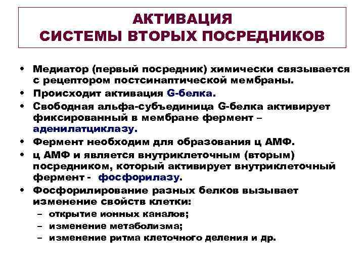 АКТИВАЦИЯ СИСТЕМЫ ВТОРЫХ ПОСРЕДНИКОВ • Медиатор (первый посредник) химически связывается с рецептором постсинаптической мембраны.