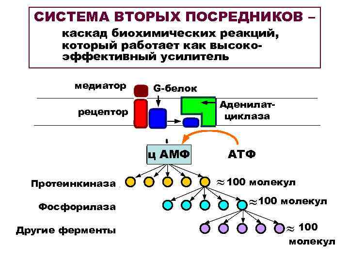 СИСТЕМА ВТОРЫХ ПОСРЕДНИКОВ – каскад биохимических реакций, который работает как высокоэффективный усилитель медиатор G-белок
