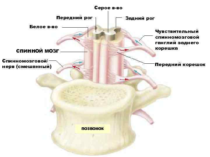 Серое в-во Передний рог Белое в-во Задний рог Чувствительный спинномозговой ганглий заднего корешка СПИННОЙ