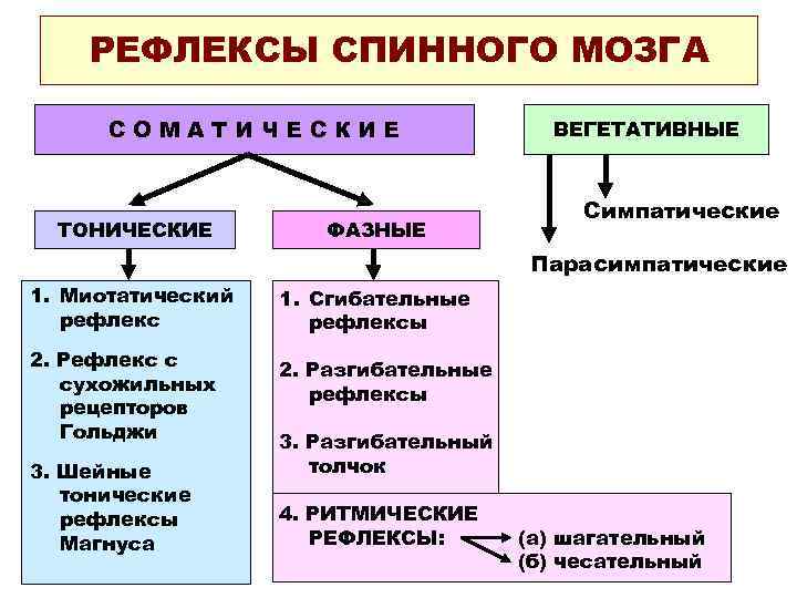 РЕФЛЕКСЫ СПИННОГО МОЗГА СОМАТИЧЕСКИЕ ТОНИЧЕСКИЕ ФАЗНЫЕ ВЕГЕТАТИВНЫЕ Симпатические Парасимпатические 1. Миотатический рефлекс 2. Рефлекс