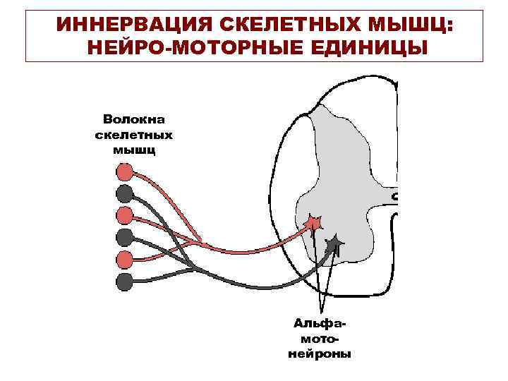 ИННЕРВАЦИЯ СКЕЛЕТНЫХ МЫШЦ: НЕЙРО-МОТОРНЫЕ ЕДИНИЦЫ Волокна скелетных мышц Альфамотонейроны 