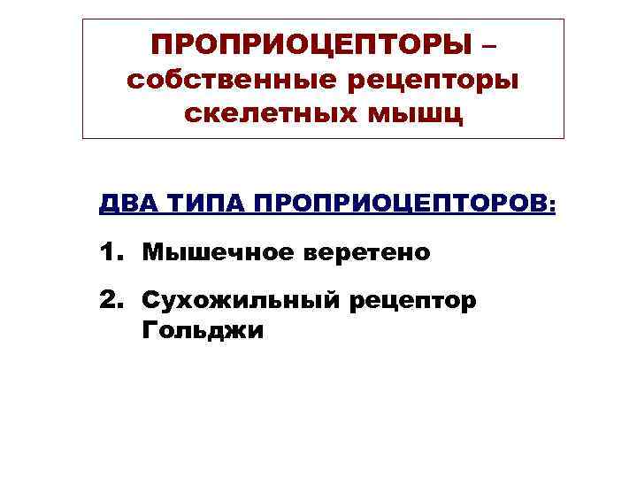 ПРОПРИОЦЕПТОРЫ – собственные рецепторы скелетных мышц ДВА ТИПА ПРОПРИОЦЕПТОРОВ: 1. Мышечное веретено 2. Сухожильный