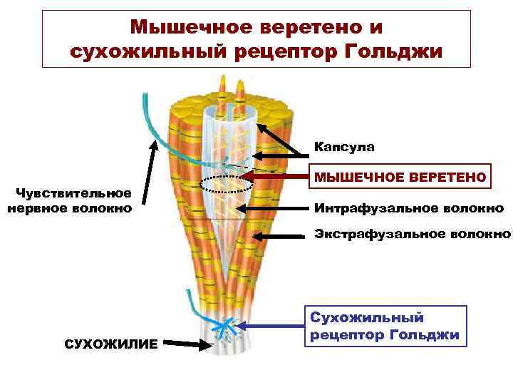 Мышечное веретено и сухожильный рецептор Гольджи Капсула Чувствительное нервное волокно МЫШЕЧНОЕ ВЕРЕТЕНО Интрафузальное волокно
