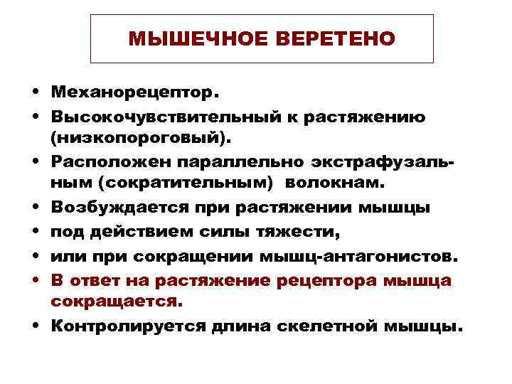 МЫШЕЧНОЕ ВЕРЕТЕНО • Механорецептор. • Высокочувствительный к растяжению (низкопороговый). • Расположен параллельно экстрафузальным (сократительным)