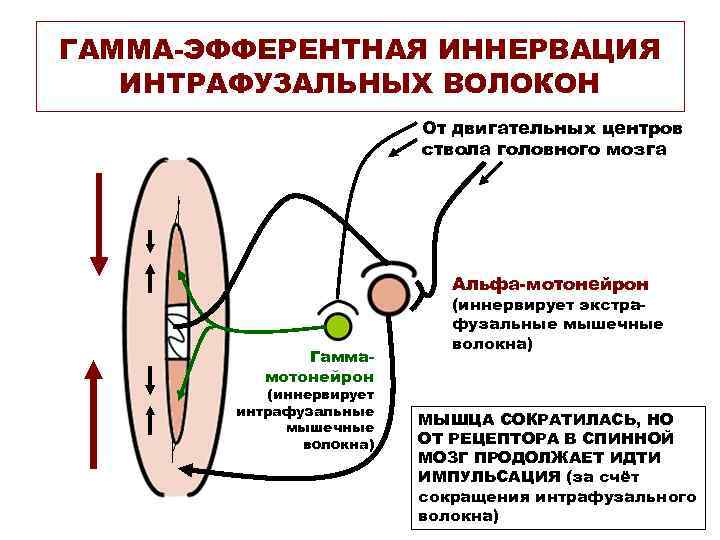 ГАММА-ЭФФЕРЕНТНАЯ ИННЕРВАЦИЯ ИНТРАФУЗАЛЬНЫХ ВОЛОКОН От двигательных центров ствола головного мозга Альфа-мотонейрон Гаммамотонейрон (иннервирует интрафузальные