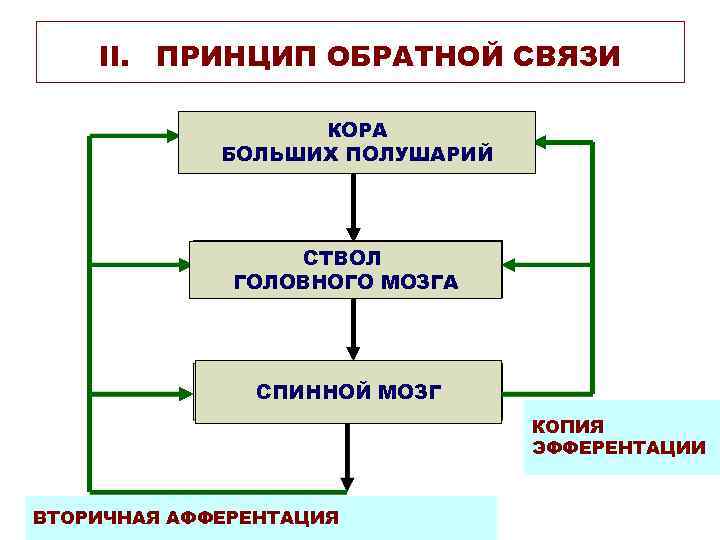 II. ПРИНЦИП ОБРАТНОЙ СВЯЗИ КОРА БОЛЬШИХ ПОЛУШАРИЙ СТВОЛ ГОЛОВНОГО МОЗГА СПИННОЙ МОЗГ КОПИЯ ЭФФЕРЕНТАЦИИ