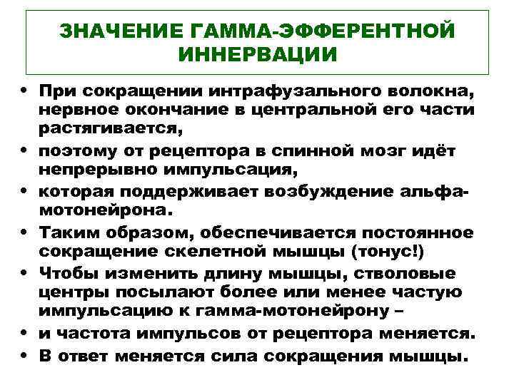 ЗНАЧЕНИЕ ГАММА-ЭФФЕРЕНТНОЙ ИННЕРВАЦИИ • При сокращении интрафузального волокна, нервное окончание в центральной его части