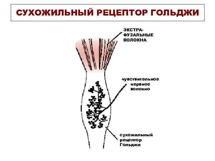 СУХОЖИЛЬНЫЙ РЕЦЕПТОР ГОЛЬДЖИ ЭКСТРАФУЗАЛЬНЫЕ ВОЛОКНА чувствительное нервное волокно сухожильный рецептор Гольджи 