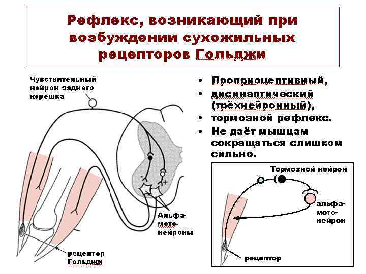 Тормозной нейрон альфамотонейрон рецептор 