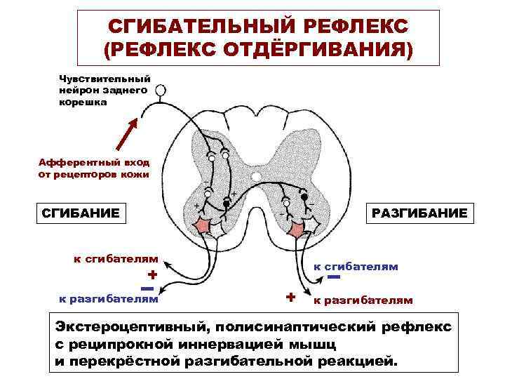 СГИБАТЕЛЬНЫЙ РЕФЛЕКС (РЕФЛЕКС ОТДЁРГИВАНИЯ) Чувствительный нейрон заднего корешка Афферентный вход от рецепторов кожи СГИБАНИЕ