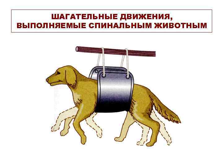 ШАГАТЕЛЬНЫЕ ДВИЖЕНИЯ, ВЫПОЛНЯЕМЫЕ СПИНАЛЬНЫМ ЖИВОТНЫМ 