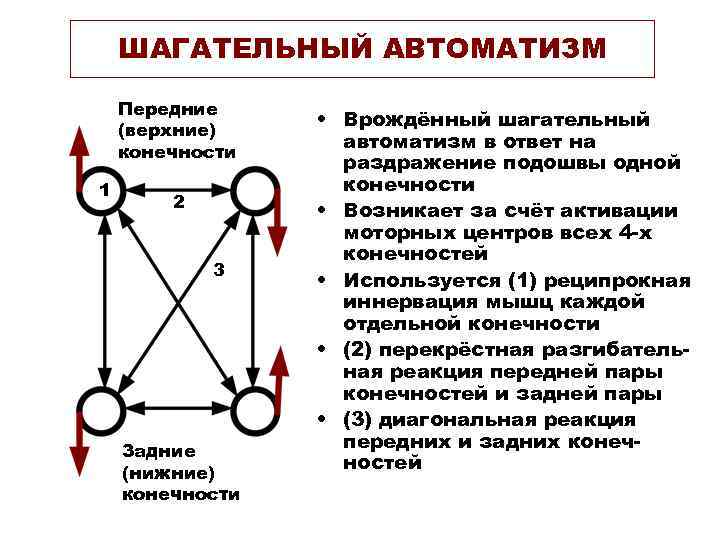 ШАГАТЕЛЬНЫЙ АВТОМАТИЗМ Передние (верхние) конечности 1 2 3 Задние (нижние) конечности • Врождённый шагательный