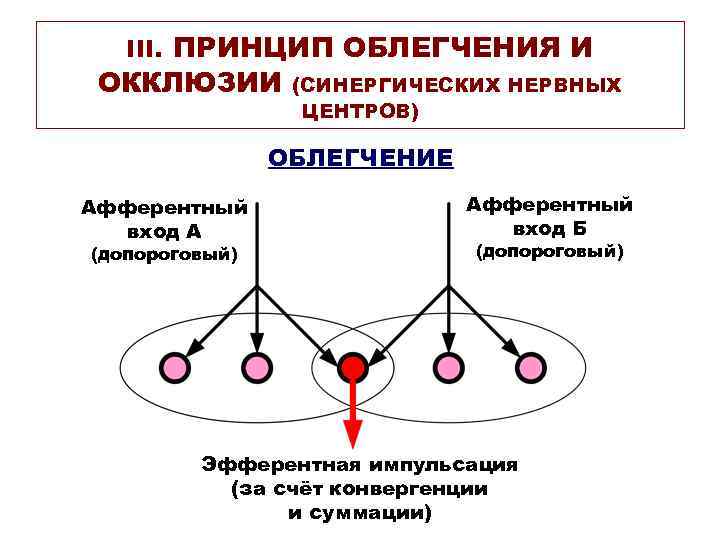III. ПРИНЦИП ОБЛЕГЧЕНИЯ И ОККЛЮЗИИ (СИНЕРГИЧЕСКИХ НЕРВНЫХ ЦЕНТРОВ) ОБЛЕГЧЕНИЕ Афферентный вход А (допороговый) Афферентный