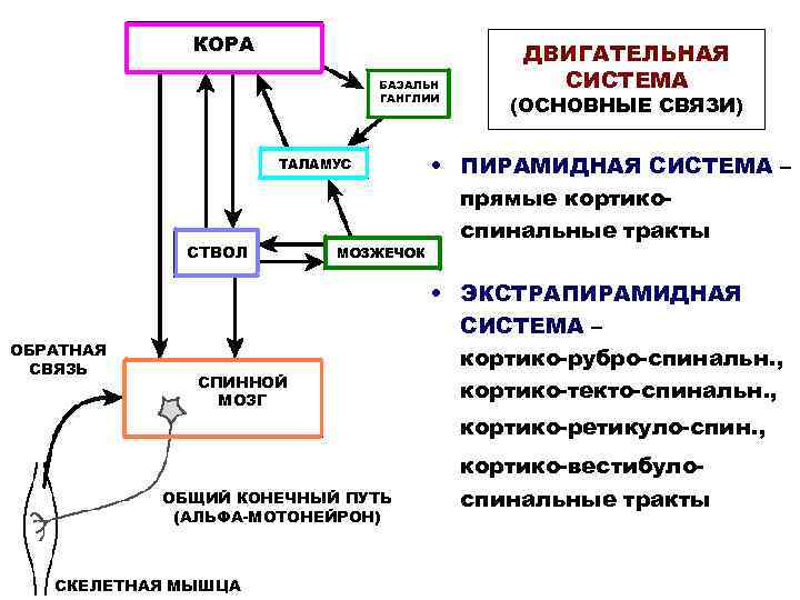 КОРА БАЗАЛЬН ГАНГЛИИ ТАЛАМУС СТВОЛ ОБРАТНАЯ СВЯЗЬ МОЗЖЕЧОК СПИННОЙ МОЗГ ОБЩИЙ КОНЕЧНЫЙ ПУТЬ (АЛЬФА-МОТОНЕЙРОН)