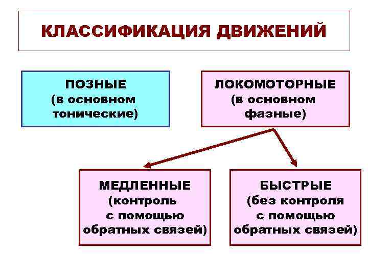 КЛАССИФИКАЦИЯ ДВИЖЕНИЙ ПОЗНЫЕ (в основном тонические) МЕДЛЕННЫЕ (контроль с помощью обратных связей) ЛОКОМОТОРНЫЕ (в