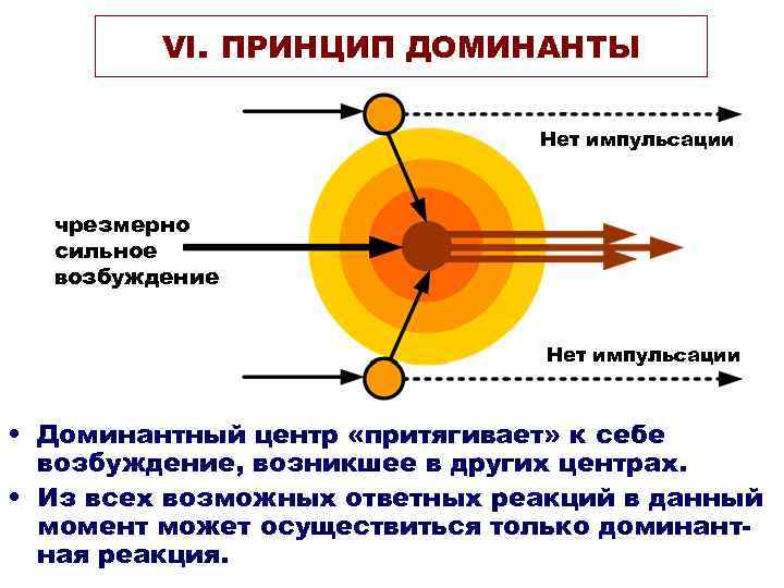 VI. ПРИНЦИП ДОМИНАНТЫ Нет импульсации чрезмерно сильное возбуждение Нет импульсации • Доминантный центр «притягивает»
