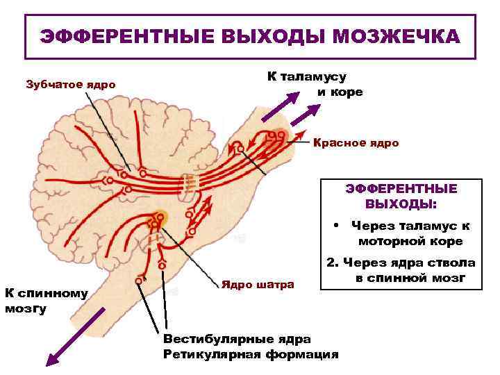ЭФФЕРЕНТНЫЕ ВЫХОДЫ МОЗЖЕЧКА Зубчатое ядро К таламусу и коре Красное ядро ЭФФЕРЕНТНЫЕ ВЫХОДЫ: •