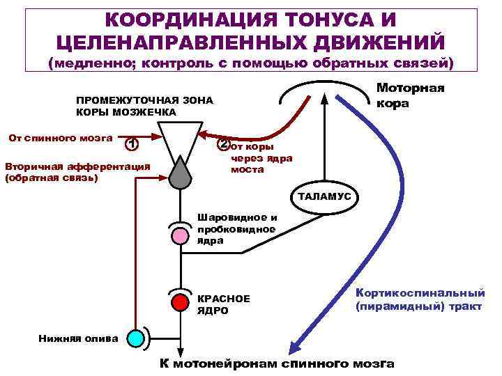 КООРДИНАЦИЯ ТОНУСА И ЦЕЛЕНАПРАВЛЕННЫХ ДВИЖЕНИЙ (медленно; контроль с помощью обратных связей) Моторная кора ПРОМЕЖУТОЧНАЯ