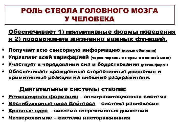 РОЛЬ СТВОЛА ГОЛОВНОГО МОЗГА У ЧЕЛОВЕКА Обеспечивает 1) примитивные формы поведения и 2) поддержание