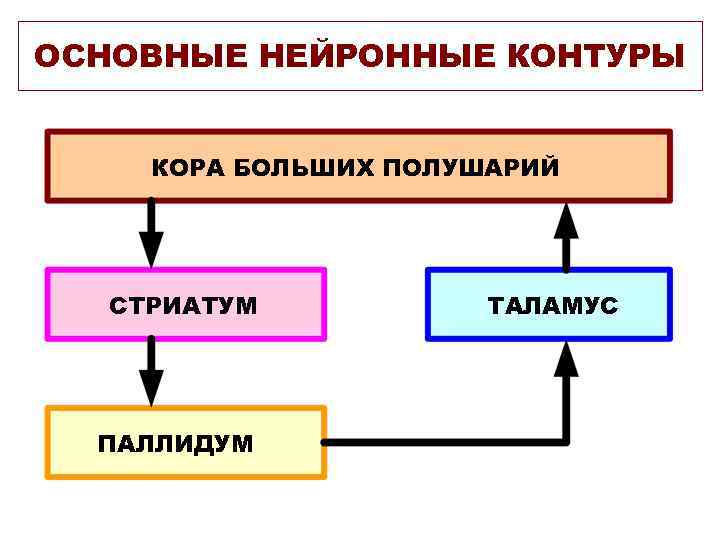ОСНОВНЫЕ НЕЙРОННЫЕ КОНТУРЫ КОРА БОЛЬШИХ ПОЛУШАРИЙ СТРИАТУМ ПАЛЛИДУМ ТАЛАМУС 