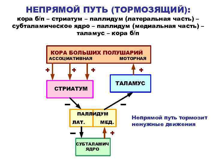 НЕПРЯМОЙ ПУТЬ (ТОРМОЗЯЩИЙ): кора б/п – стриатум – паллидум (латеральная часть) – субталамическое ядро