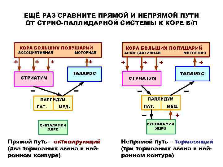 ЕЩЁ РАЗ СРАВНИТЕ ПРЯМОЙ И НЕПРЯМОЙ ПУТИ ОТ СТРИО-ПАЛЛИДАРНОЙ СИСТЕМЫ К КОРЕ Б/П Прямой