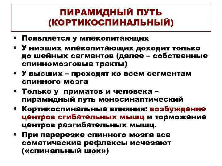 ПИРАМИДНЫЙ ПУТЬ (КОРТИКОСПИНАЛЬНЫЙ) • Появляется у млекопитающих • У низших млекопитающих доходит только до