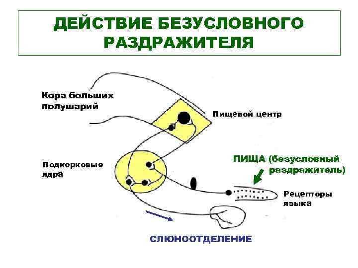 Высшая нервная деятельность рисунок