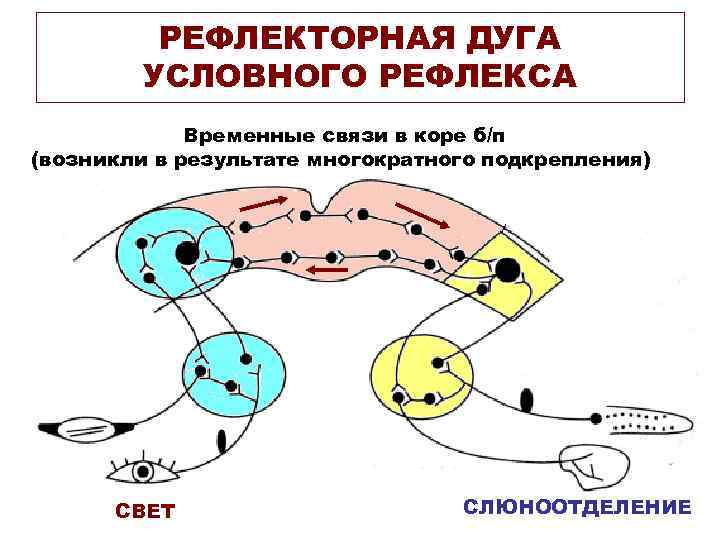 Основоположником учения об интерьере был