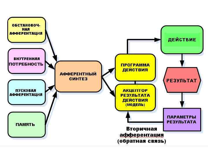 Высшая нервная деятельность схема