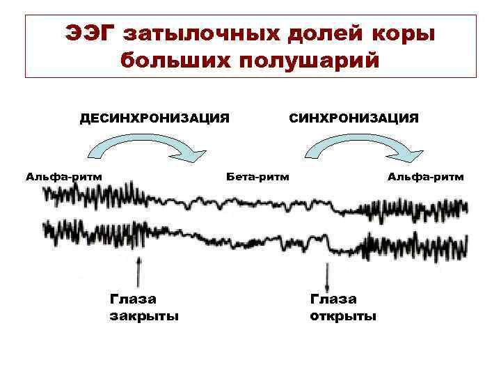 ЭЭГ затылочных долей коры больших полушарий ДЕСИНХРОНИЗАЦИЯ Альфа-ритм СИНХРОНИЗАЦИЯ Бета-ритм Глаза закрыты Альфа-ритм Глаза