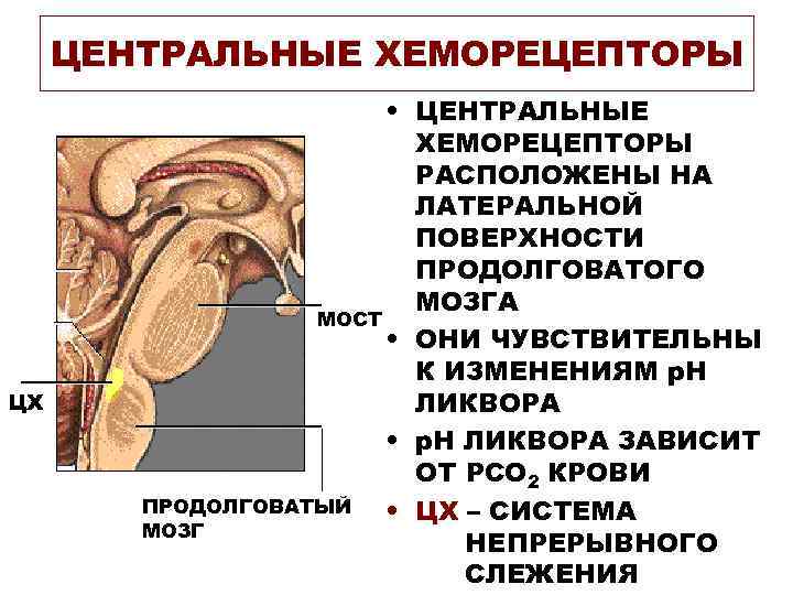 ЦЕНТРАЛЬНЫЕ ХЕМОРЕЦЕПТОРЫ ЦХ • ЦЕНТРАЛЬНЫЕ ХЕМОРЕЦЕПТОРЫ РАСПОЛОЖЕНЫ НА ЛАТЕРАЛЬНОЙ ПОВЕРХНОСТИ ПРОДОЛГОВАТОГО МОЗГА МОСТ •