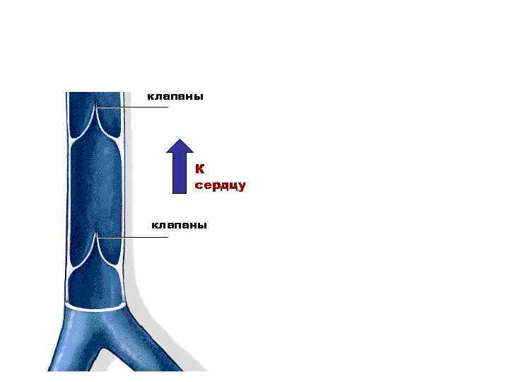 Стенки вен