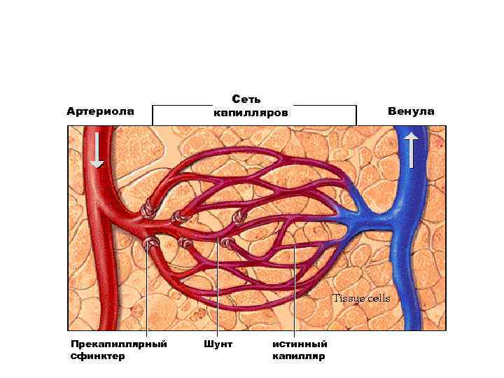 Стенка вен более тонкая схема