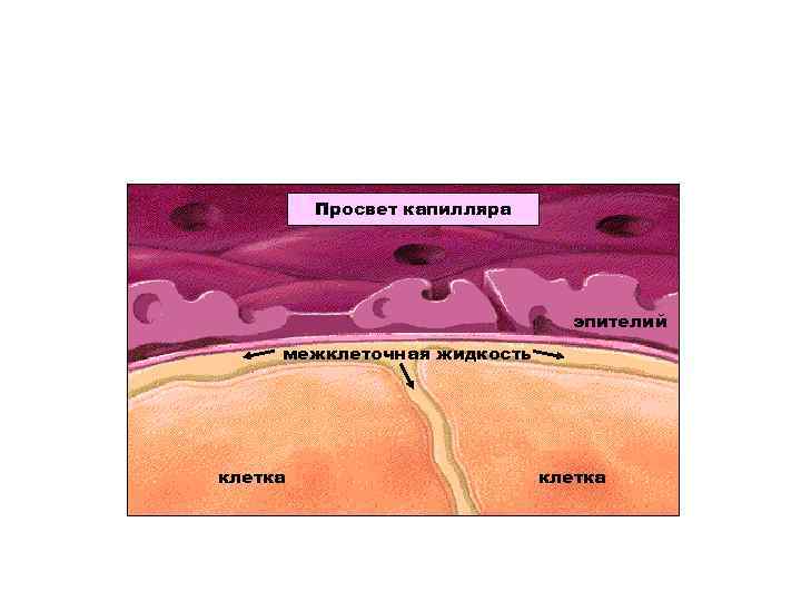 Капилляры желудка егэ рисунок